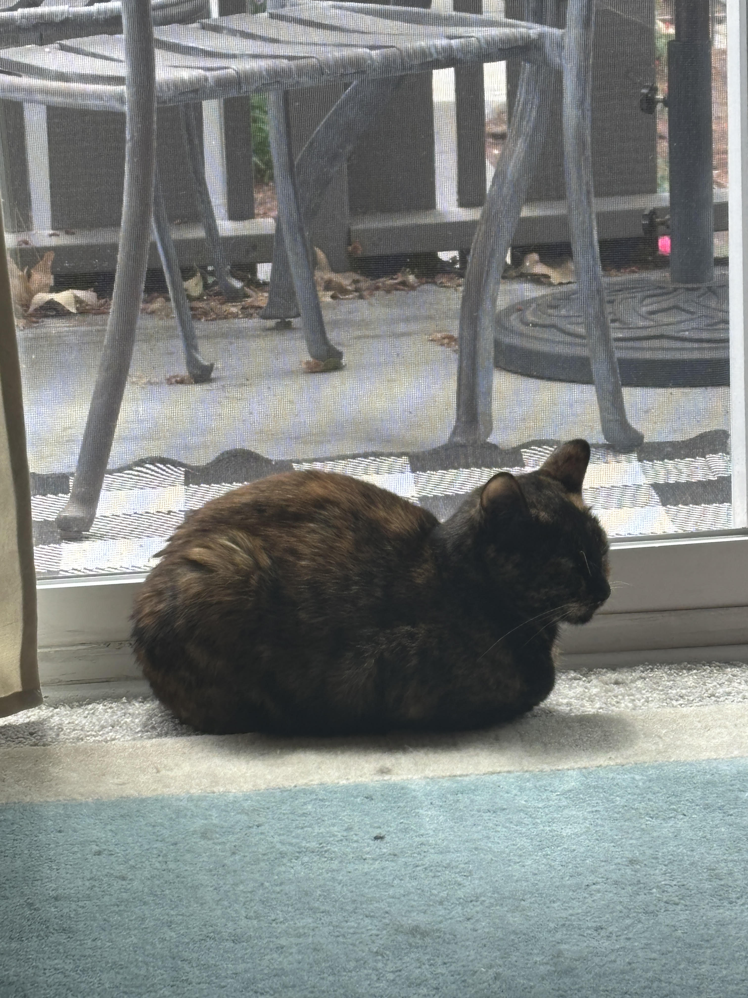 SHE'S LOAFING